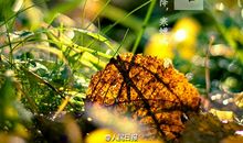 关于白露的作文