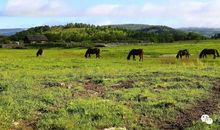 这个夏天约会草原