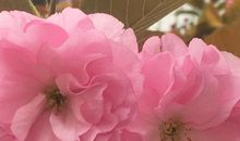 我家门前的樱花