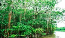 童年的那片树林