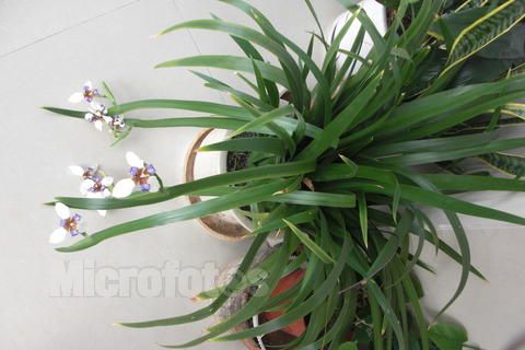 我从蜘蛛植物获得的灵感