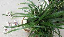 我从吊兰得到的启示