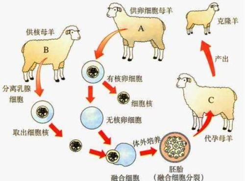 克隆我