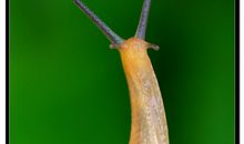 一只蜗牛的启示