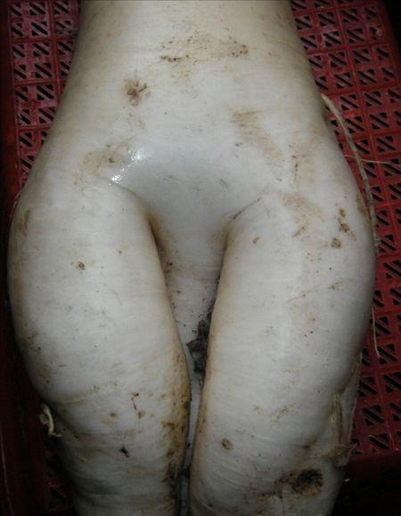大萝卜