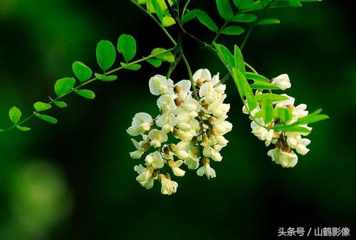 槐花