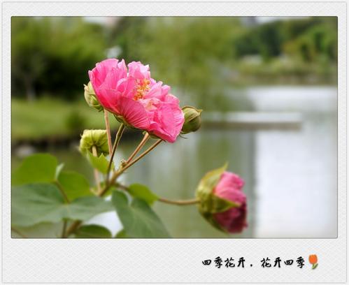 四个季节让我陶醉
