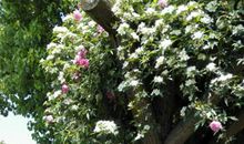 家乡的紫荆公园