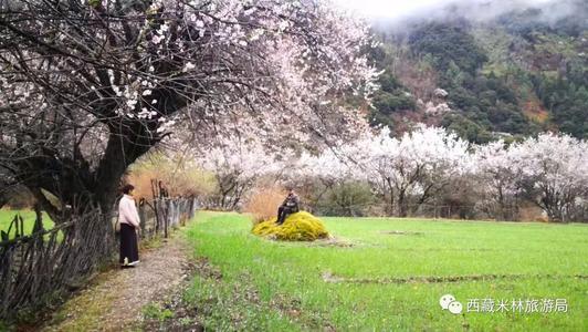 桃花一路上学