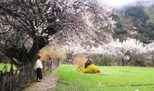 通往学校的一路桃花