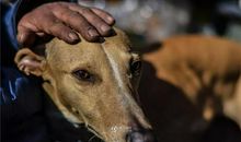 狗是人类忠诚的朋友