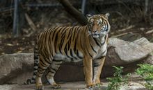 会变大变小的老虎