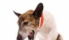 其实，狗并不可怕