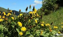 我爱那一抹白色