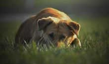 一只流浪狗的自述