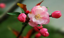海棠朵朵开