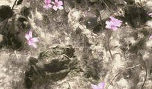 都是柳絮惹得“祸”