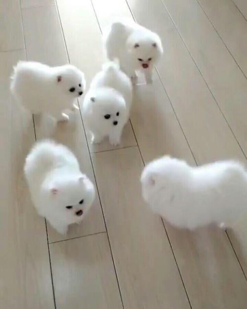 小狗博美