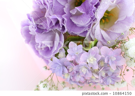 绣球花的叙事