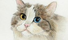 我最熟悉的小动物