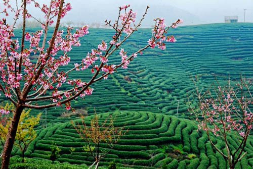 漳平樱花园