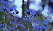 勿忘我，老师！