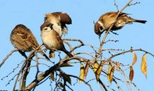 都是麻雀惹的祸