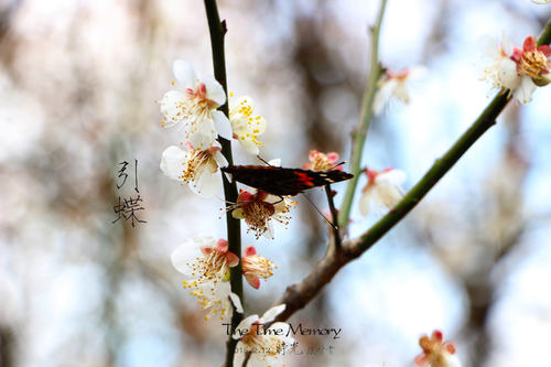 冬季甜