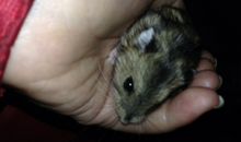 描写小仓鼠的作文