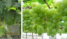 绿光农场一日游