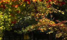 秋天的兴国公园