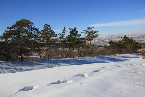 雪中​​的足迹