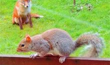 一只松鼠的自述