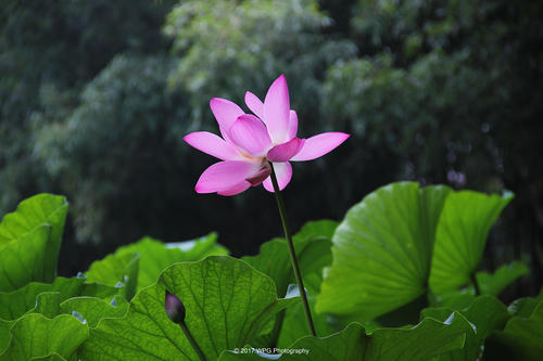 莲花的香气