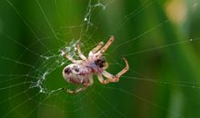 蜘蛛结网给我的启示