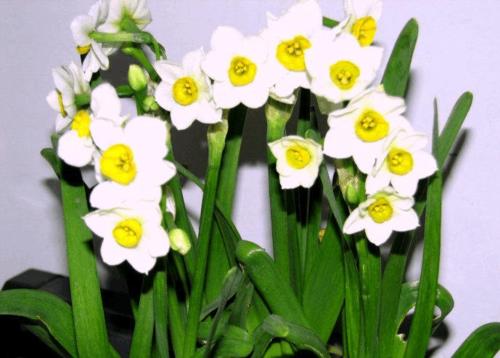 我爱你桂花