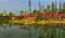 千桃园游园活动