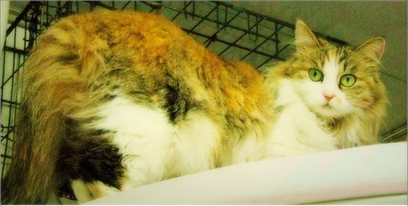我的“猫发”