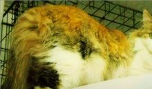 我家的“猫老肥”