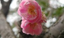 梅花带来的启示