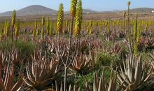 我们家的“沙漠芦荟”