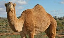 动物也是有生命的