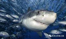 我要做一条没有鳔的鲨鱼