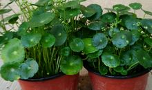 那盆绿绿的铜钱草