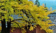 那片金黄的银杏林