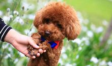 我的动物朋友泰迪狗