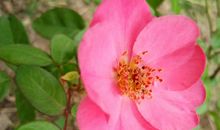 让感恩的花开在路上