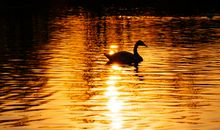 那些年与孤独相伴