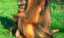 春节看野生动物