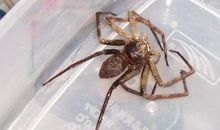 蜘蛛高超的捕捉技巧